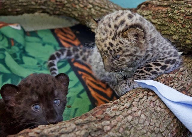 Leopard Cam set up @ Beardsley Zoo | Danbury, CT Patch