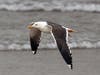 black-backed gull