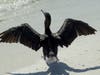 cormorant