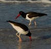 American oystercatchers