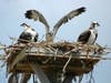 osprey