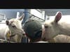  Visit Lost Ruby Farm that makes some of the best goat cheese ever and meet their animals!