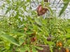 Visit a greenhouse@ Broad Field Farm