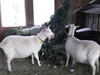 Goats and Cheese, Lost Ruby Farm