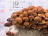 Shiitake Mushrooms, Husky Meadows Farm