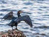 Look for elegant cormorants