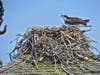 So many birds to see like nesting Ospreys