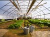 Husky Meadows farm Norfolk spring planting greenhouse post and beam construction
