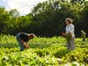 Husky Meadows farm Norfolk summer harvest vegetables wildflower meadow post and beam construction
