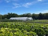 Cooking classes and farm stays @ Husky Meadows Farm Norfolk, a certified organic farm.

