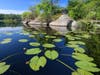 McMullen Pond, lily pads