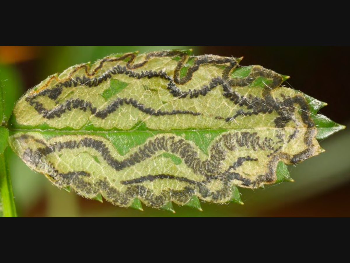 https://patch.com/img/cdn20/users/1074549/20260914/030012/styles/patch_image/public/leafminders-pattern-2___14145857046.png