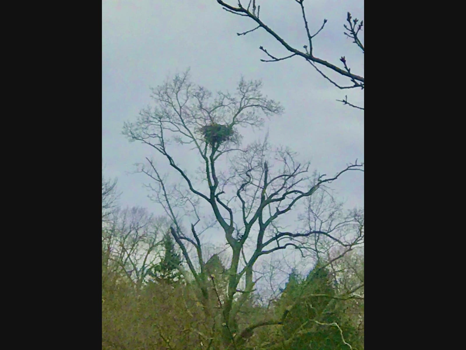 Long Island American Bald Eagles Cozy in their nest! 