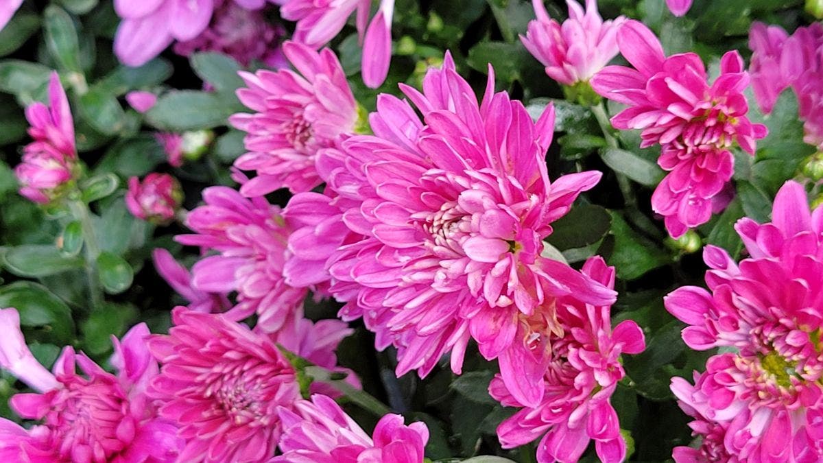 Order Mums by August 4th with the Bedford Garden Club