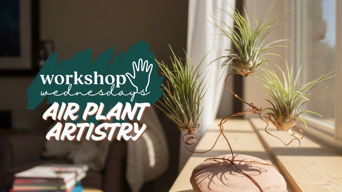 Workshop Wednesdays: Air Plant Artistry Workshop