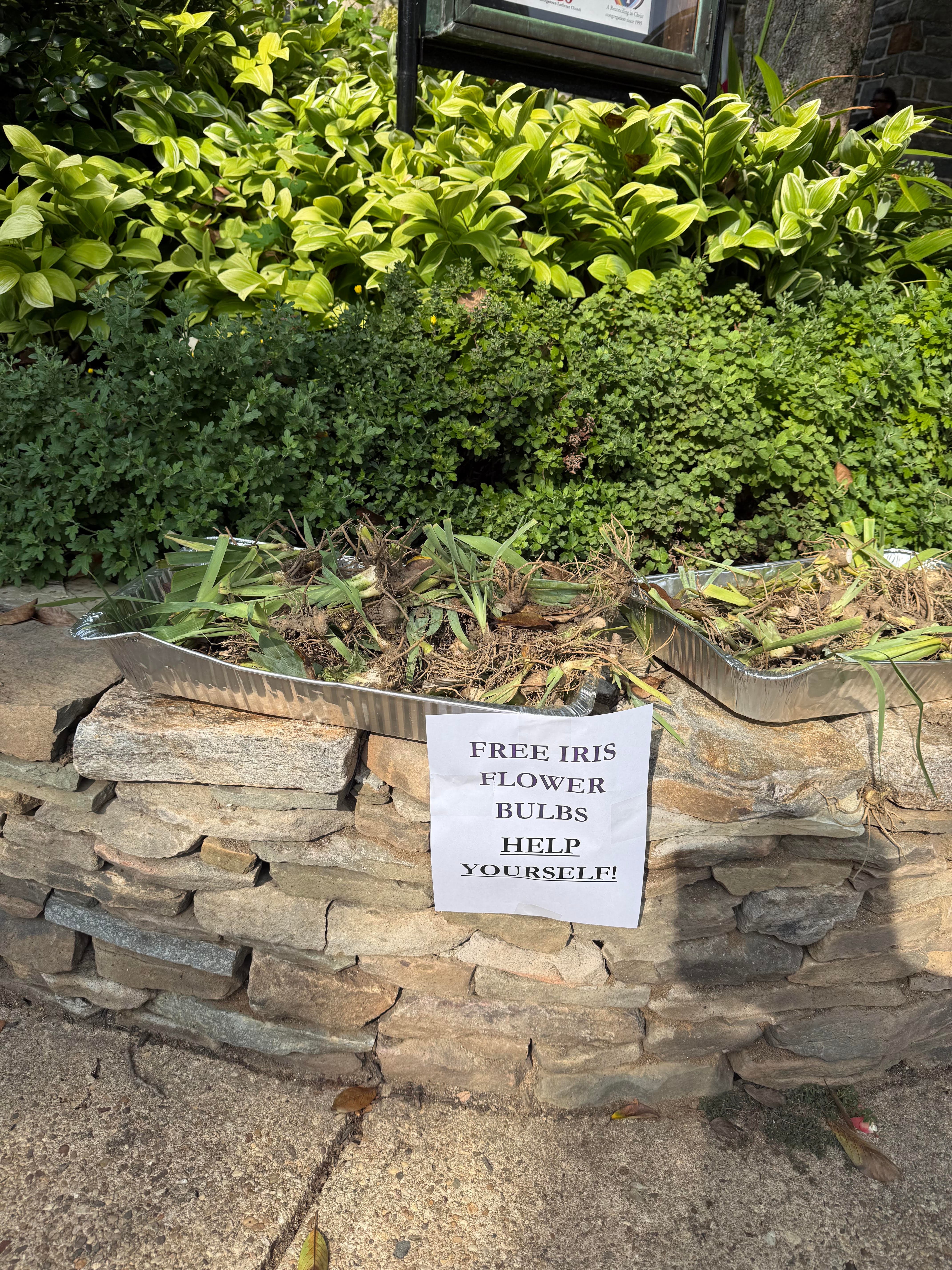 Iris rhizomes ready for planting