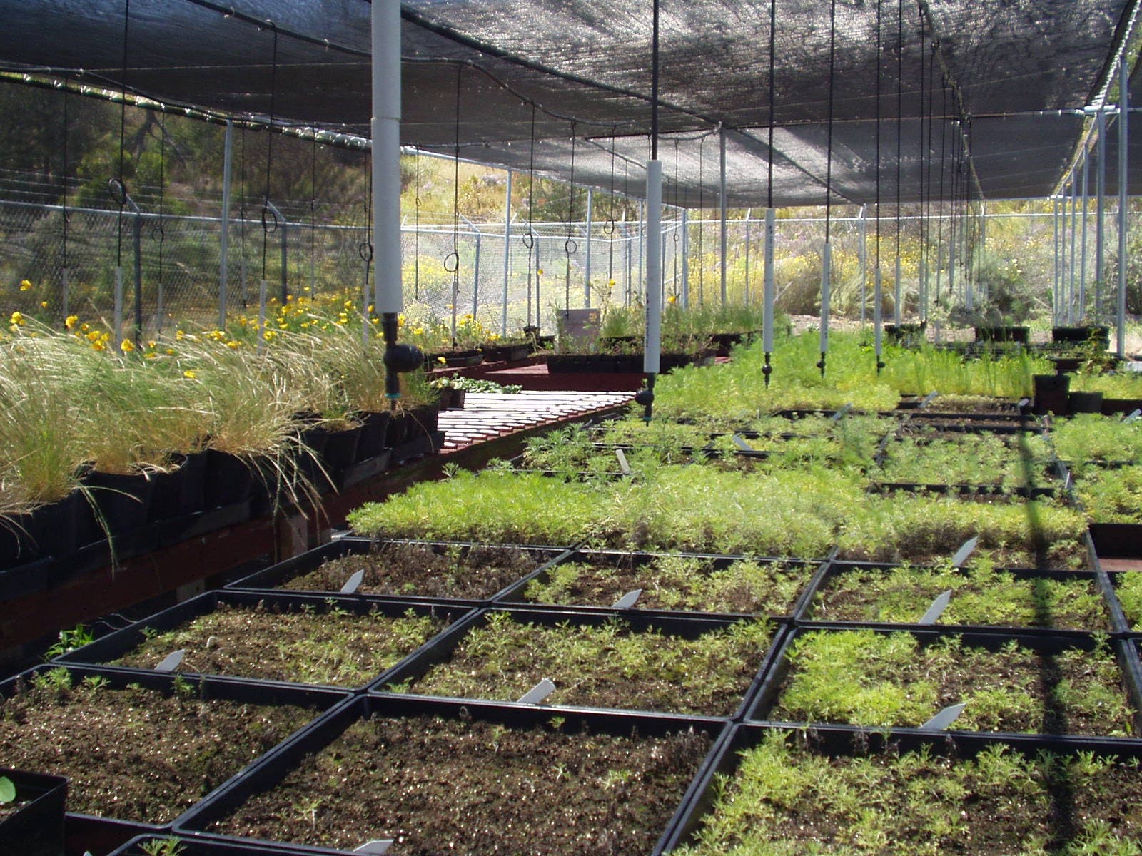 Guided Nature Walk at the Native Plant Nursery & Seed Farm Tour