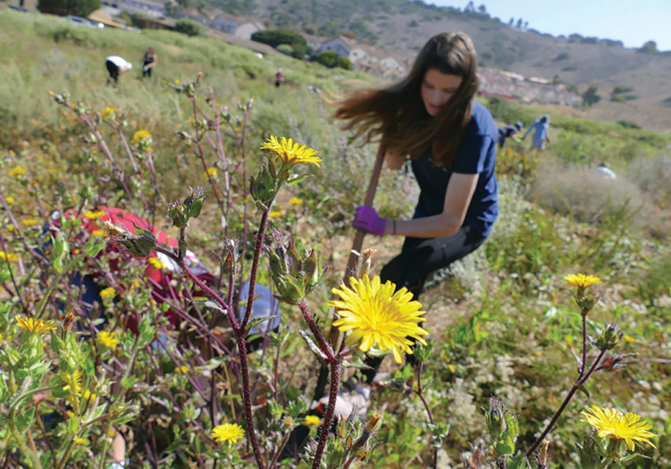 Outdoor Volunteer Day at Alta Vicente Reserve with the Palos Verdes Peninsula Land Conservancy