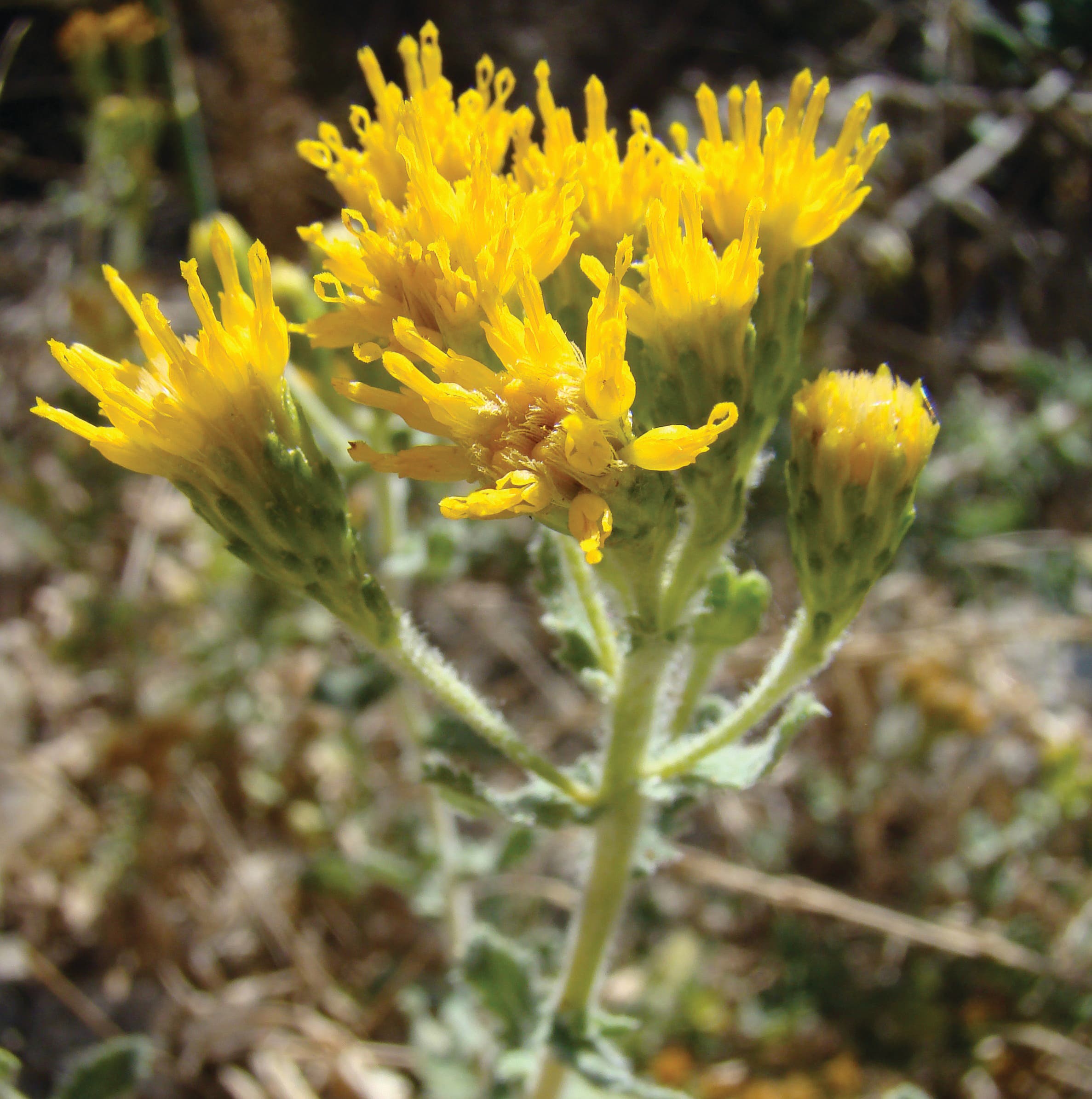 Bring Nature Home: Native Plant Sales by the Palos Verdes Peninsula Land Conservancy