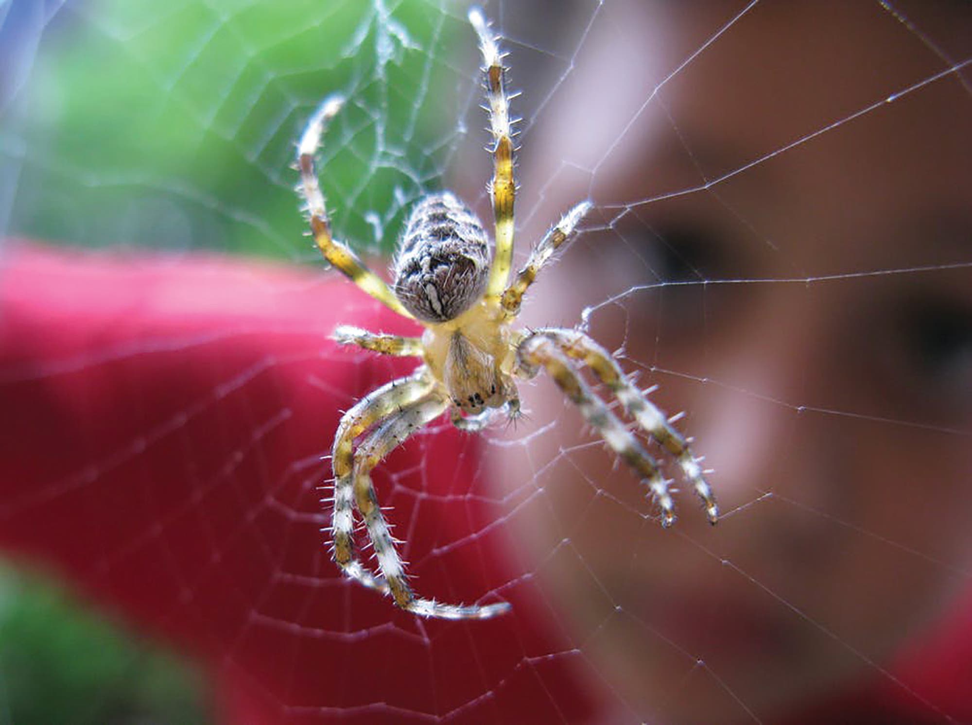 Storytime Tails: Interesting Insects with the Palos Verdes Peninsula Land Conservancy
