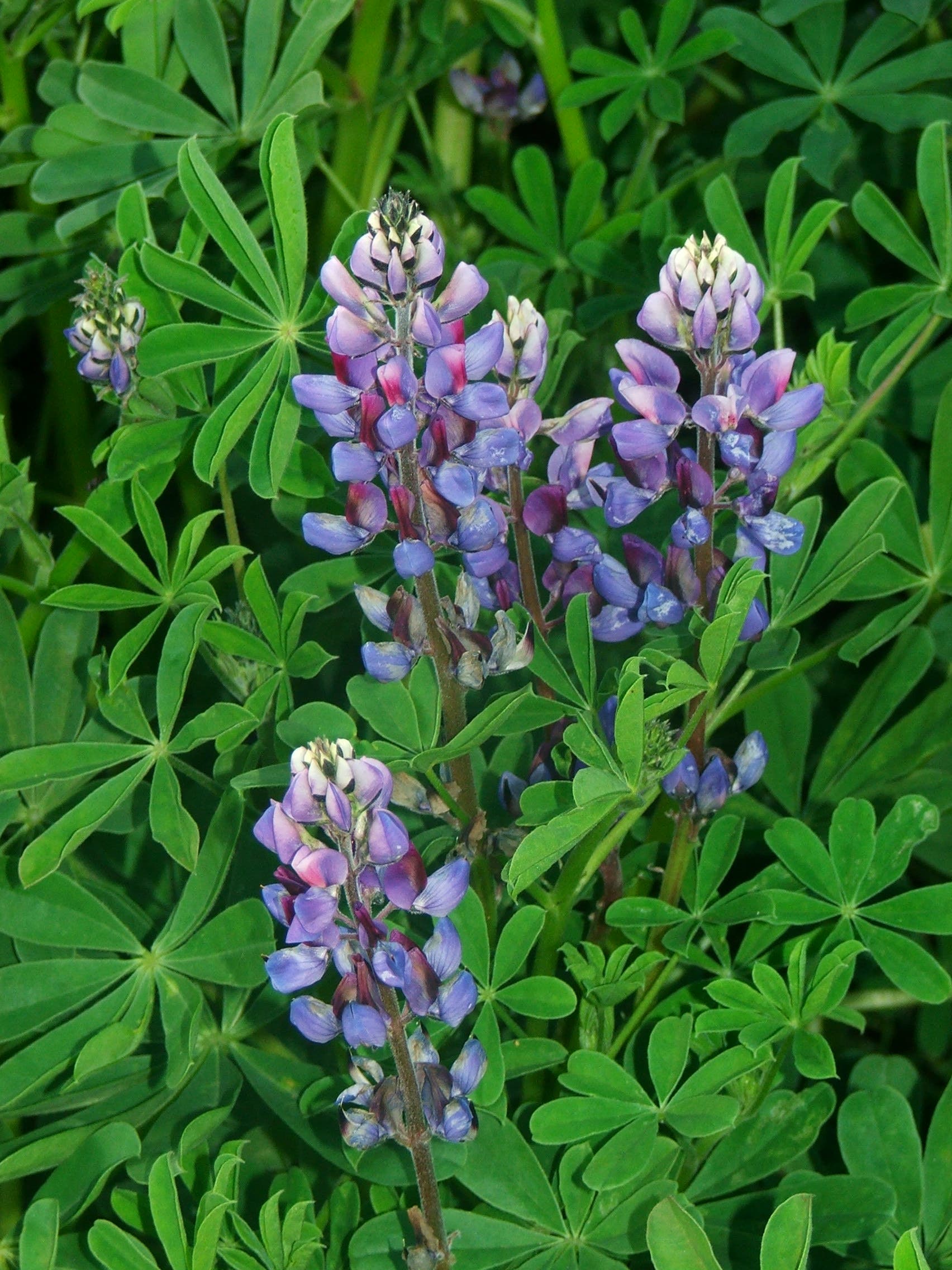 Bring Nature Home: Native Plant Sale by the Palos Verdes Peninsula Land Conservancy