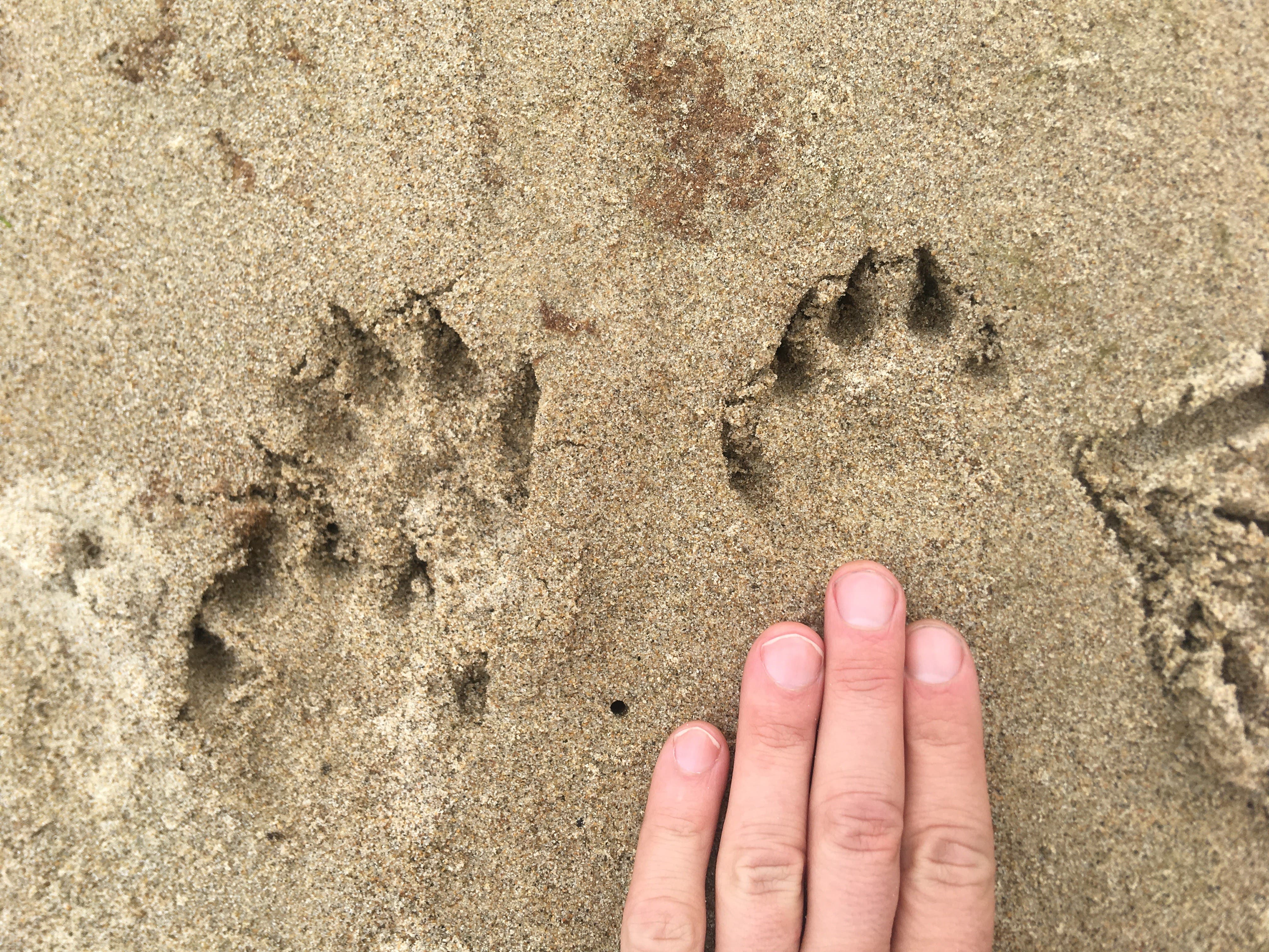 Become a Wildlife Tracking Volunteer with the Palos Verdes Peninsula Land Conservancy