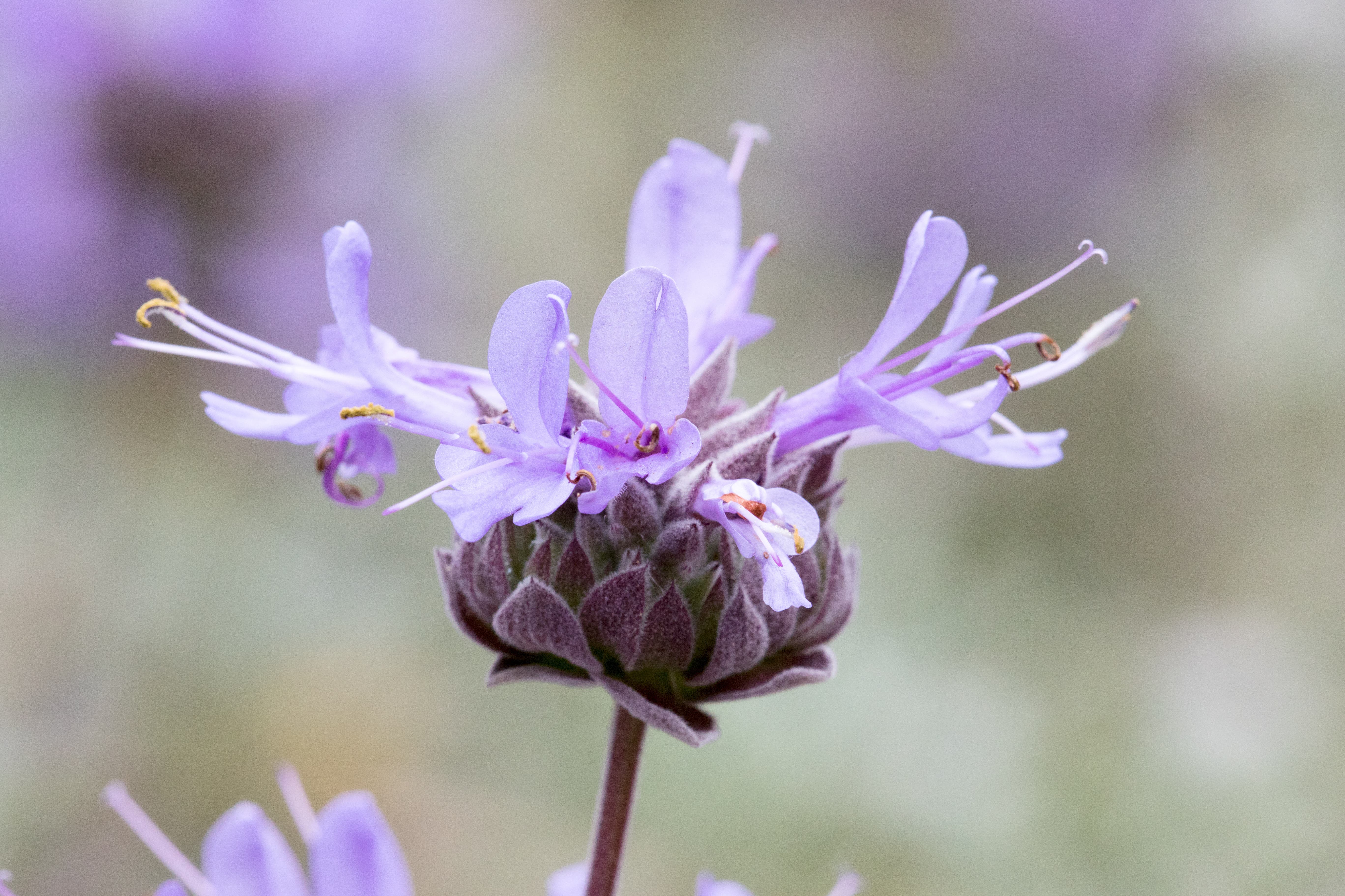 Bring Nature Home: Native Plant Sale by the Palos Verdes Peninsula Land Conservancy