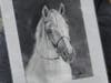 ©ShawnaLee 2021.  This lovely charcoal portrait of "Willow" was a donated portrait by ShawnaLee in support of Little Britches Program.