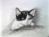 Charmin, adopted during the Covid-10 pandemic shutdown, perched on a shoulder.  He is hand drawn in Charcoals.