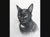 Sumi was selected to be the subject of a virtual cat portrait demonstration in Charcoals during the Art Show held in April 2022.