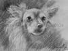 "Leo" is the winning Event Sketch offered through Portraits by ShawnaLee at her booth during the Butterfly party through the Catherine Violet Hubbard Sanctuary this past June 2024.  "Leo" is sketched in Charcoals.