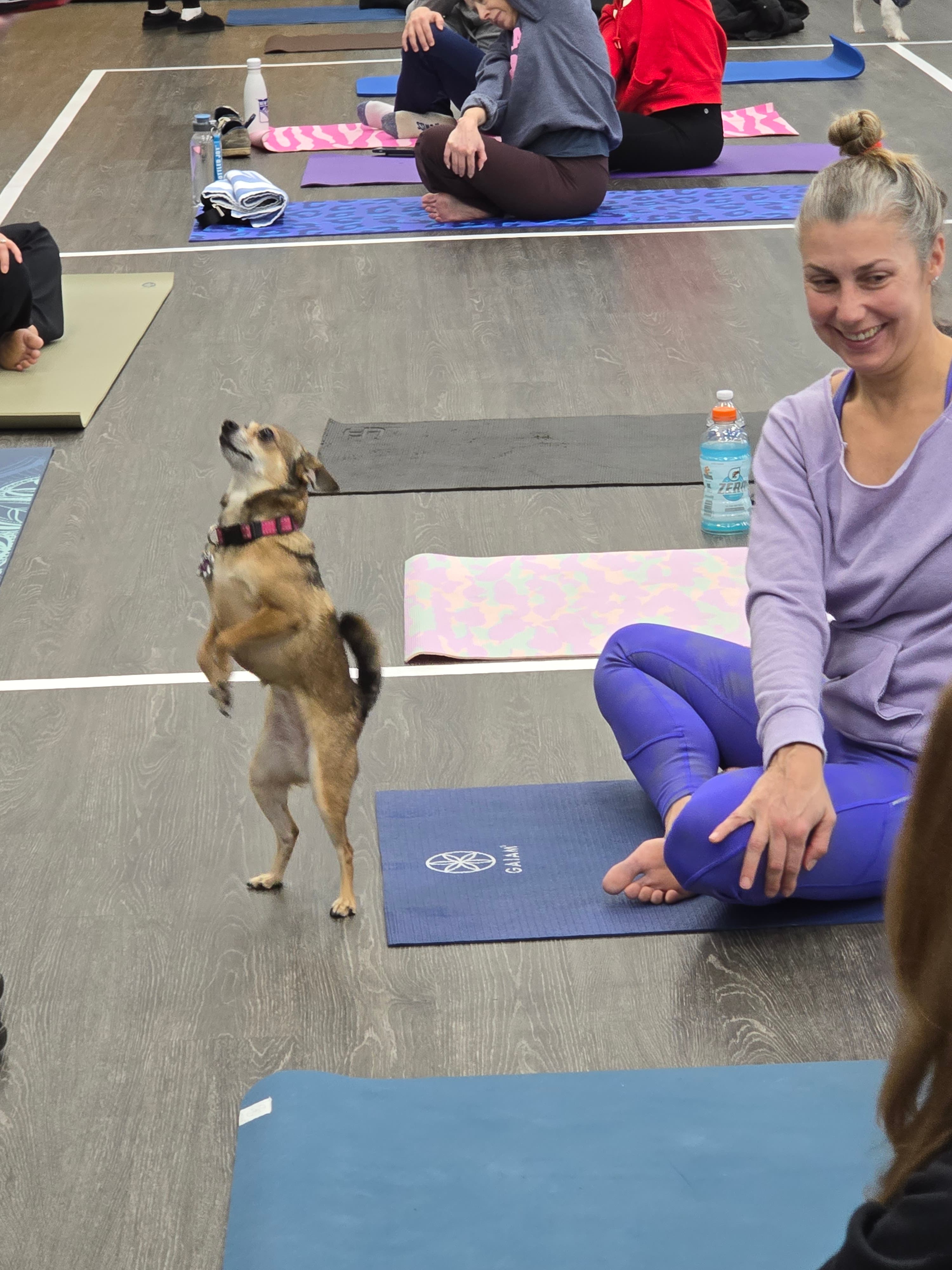 Doggy Yoga to Benefit K-9 Kiara 