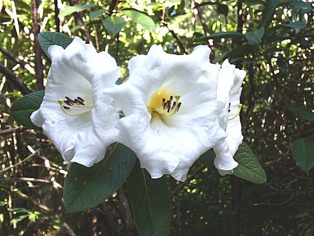 Tour an Outstanding Aptos Rhododendron Garden