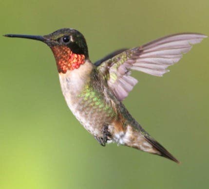 Make A Hummingbird Feeder Doylestown Pa Patch