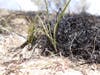 Deer grass in prescribed burn