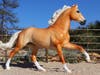 This gorgeous dappled palomino gelding has been donated to the Models in the Mountains 2021 Live Halter Show by his finish artist, Laurel A. Haig.  We are selling raffle tickets for this model at $1.00 per ticket, no purchase limit.  Drawing will be held 