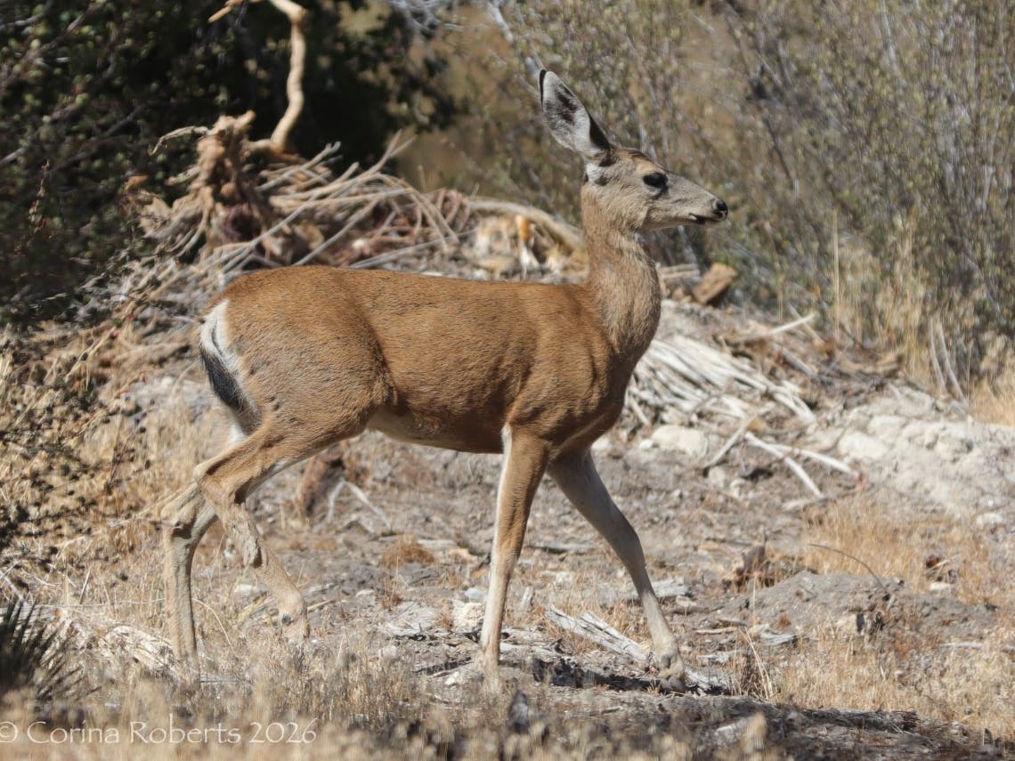 Mule deer in the Angeles National Forest.