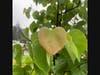 The Eastern Redbud tree was chosen because of it’s heart-shaped leaves that the donors feel captures the outpouring of love that the community feels for Alonzo Polk and his family
