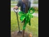 Green ribbon marks the Eastern Redbud tree planted in memory of Alonzo Polk, planted adjacent to the parking lot entrance of the Endicott Estate mansion.