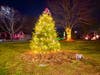The OSA team decorated the new evergreen on the Common for the holidays. The tree replaces the former spruce that sadly succumbed to disease.  