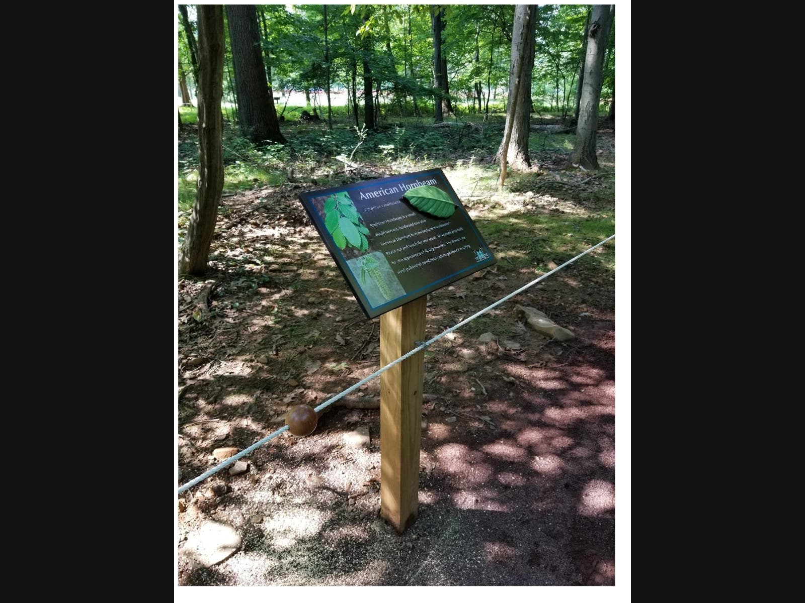 Union County’s Sensory Friendly Trail at the Trailside Nature and Science Center includes rope guidelines, educational kiosks, and many other features designed to offer an inclusive environment for all ages and abilities.