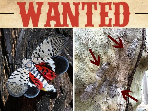 https://patch.com/img/cdn20/users/1171300/20210409/015501/styles/patch_image/public/lanternfly-spring-2021___09135346403.png