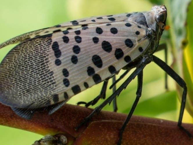 https://patch.com/img/cdn20/users/1171300/20210812/114521/styles/patch_image/public/spotted-lanternfly-via-nj-dept-of-ag___12114512279.jpg