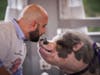 Marc Farzetta, sports-radio personality and host of the Farzy Show podcast, was the event emcee and joined in the fun by kissing Raines at TruMark Financial’s Feed-Or-Kiss-A-Pig Financial Literacy Fundraiser. The event raised more than $20,000. 