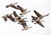 "Canada Geese"
