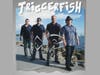 Triggerfish