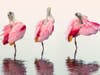 Artist:  Mark Brown     Art Medium:  Photography     Title:  "Spoonbills Preening"