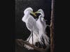 "Courtship of the Great Egret" by scratchboard artist Sally Terrell