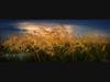 "Clearing Storm Over Seaoats" by photographer James Reed