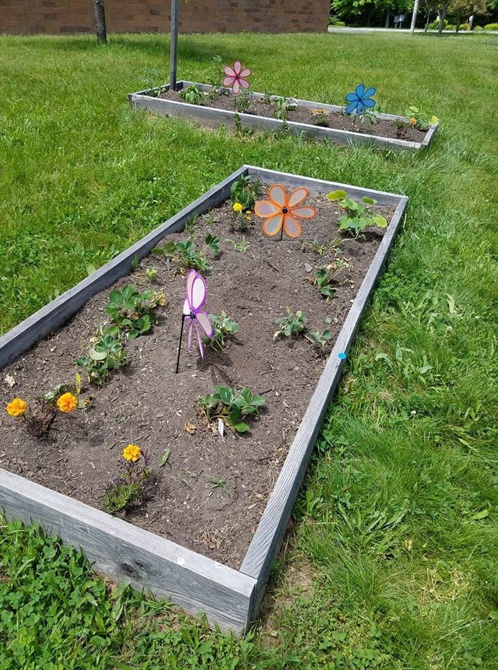 Plantings by first grade students at Maple Hill School